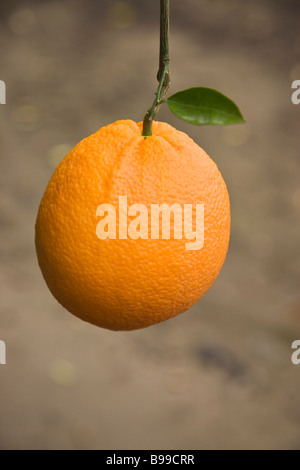 Orange Navel 'Washington' variété pendaison sur Branch. Banque D'Images
