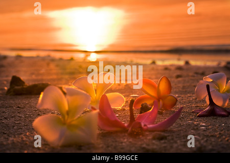 Un moment de sublime perfection romantique Plumeria frangipani tourné au crépuscule sur les îles Cook Aitutaki Jan 2009 Pacifique Sud Banque D'Images