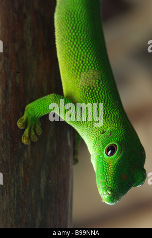 Close-up of Madagascar géant jour Gecko (Phelsuma madagascariensis grandis) sur lodge pole position à Nosy Komba (Madagascar). Banque D'Images