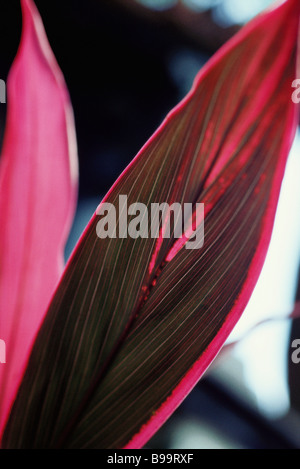 Fuchsia feuilles de plantes tropicales Ti (Cordyline fruticosa) Banque D'Images