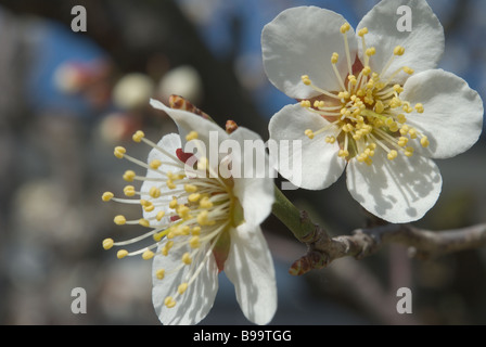 Close-up of a white fleur de prunus mume Banque D'Images