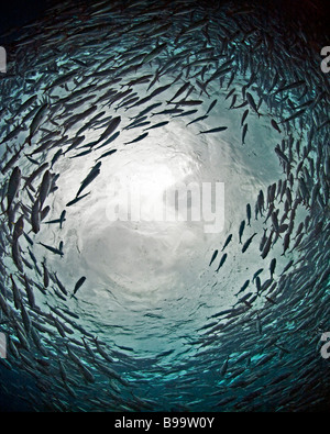 Une école de caranges Jackfish ou créer un cercle dans le ciel à Barracuda Point près de l'île de Sipadan, Malaisie. Banque D'Images