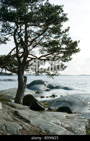 Pine Tree growing on rocky shore Banque D'Images