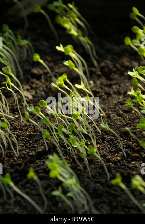 Laitue, Lactuca sativa, plants cultivés dans un bac de semences avant d'être repiqués. Banque D'Images