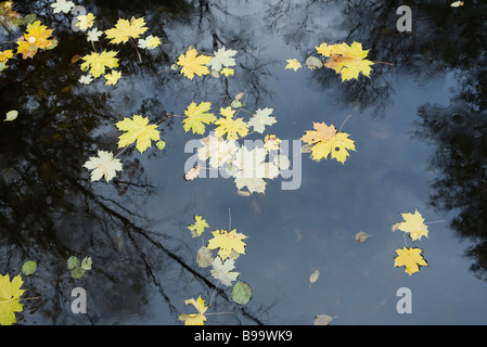 Maple feuilles flottant sur la surface de l'étang Banque D'Images