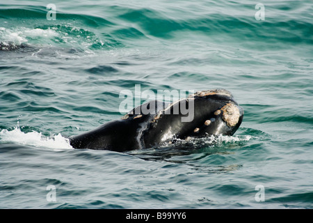 Veau d'une baleine franche australe Banque D'Images