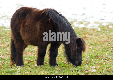 Un petit poney broute de l'herbe brune dans la neige Banque D'Images