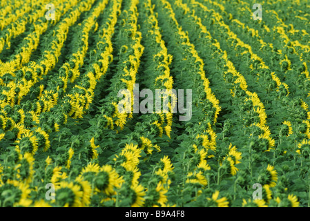 De plus en plus dans le champ de tournesols, full frame Banque D'Images