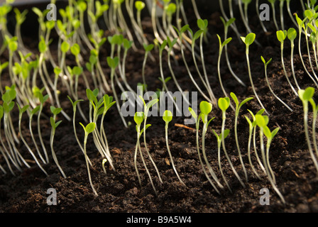 Laitue, Lactuca sativa, plants cultivés dans un bac de semences avant d'être repiqués. Banque D'Images