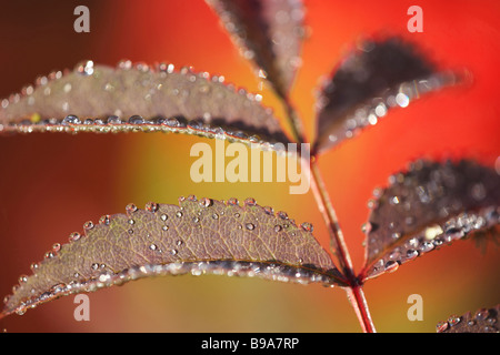 Les gouttelettes d'eau sur Rowan, sorbier (Sorbus aucuparia) feuilles à l'automne Banque D'Images