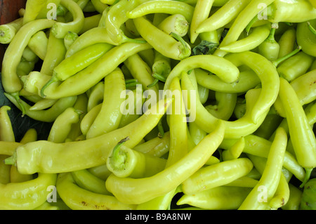 Piments bananes jaunes produire l'affichage à l'agriculteur le marché aux puces de Floride Banque D'Images