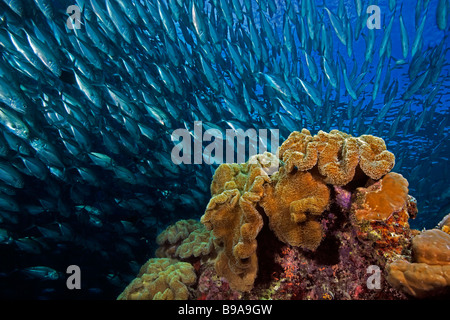 Une école de caranges carangues font leur chemin à travers un tapis géant pour le barracuda Anémone Reef Point, Sipadan, Malaisie. Banque D'Images