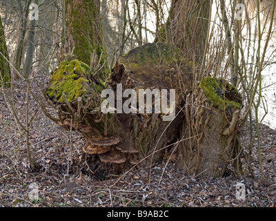 Vieux arbre scié avec toadstools Rennsteig à Giessen en Allemagne Hesse Banque D'Images