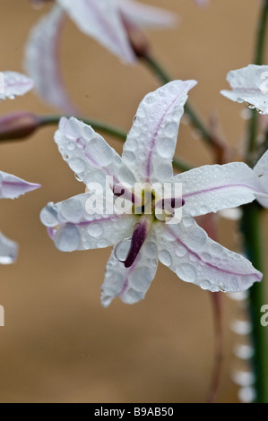 Fleur en désert d'Atacama, Desierto Florido, désert en fleurs, LA FLEUR'S DESERT, Banque D'Images