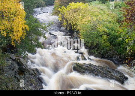 River Feshie et frêne commun (Fraxinus excelsior) à l'automne. Glen Feshie, Central Highlands Banque D'Images