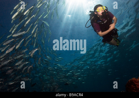 Une jeune fille plongée nage à côté d'une école de caranges Barracuda à jackfish Point près de l'île de Sipadan en Malaisie. Banque D'Images