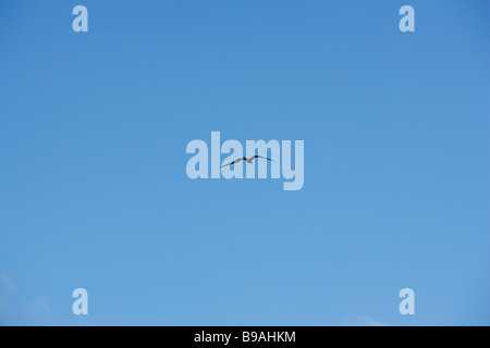 Silhouette d'un oiseau en vol entouré de ciel bleu dans le golfe du Mexique. Banque D'Images
