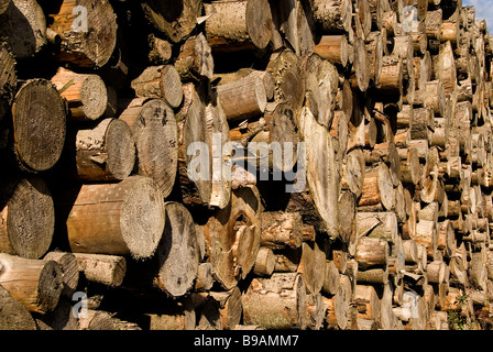 Gros tas de bois empilés dans la forêt de Jutland au Danemark Banque D'Images