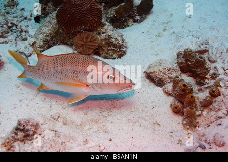 Maître Lutjanus apodus piscine près de fond de sable Banque D'Images