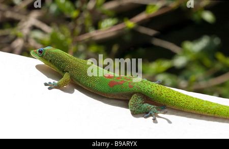 Gold Dust Day Gecko sur le bord. Un petit gecko vert scurries dans un tableau blanc. Jungle dans l'arrière-plan. Banque D'Images