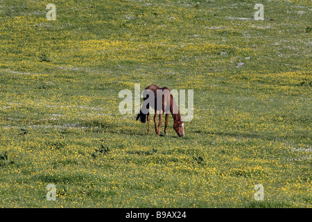 Cheval debout paître dans un champ de buttercups en été, Royaume-Uni Banque D'Images