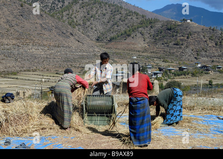 Une famille d'agriculteurs battre la récolte du riz à l'aide d'une pédale powered batteuse. Banque D'Images