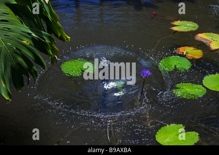 Bassin avec jet d'eau et Water Lily - Rarotonga, îles Cook, Polynésie Française Banque D'Images