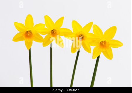 Narcissus 'tete a tete' jonquilles sur fond blanc Banque D'Images