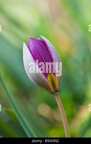 Tulipa. Humilis Persian Pearl tulip Banque D'Images