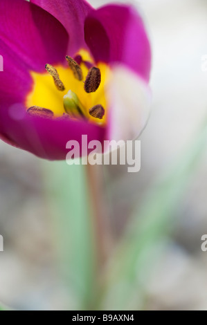 Tulipa. Humilis Persian Pearl tulip Banque D'Images