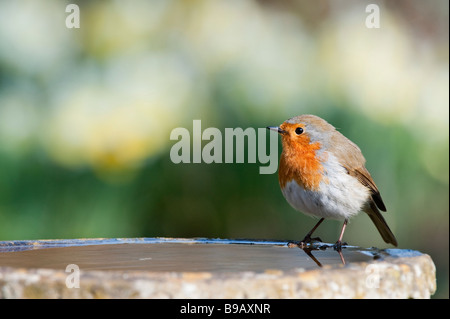 Robin perché sur un bain d'oiseaux dans le jardin Banque D'Images