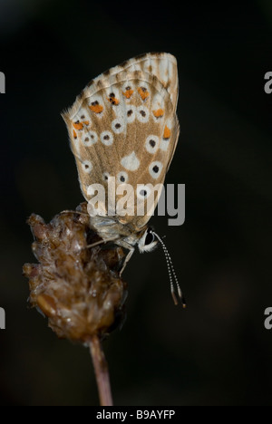 Femme chalkhill blue butterfly (Polyommatus corydon) Banque D'Images