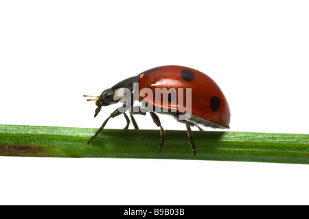 Coccinelle sur fond blanc Banque D'Images