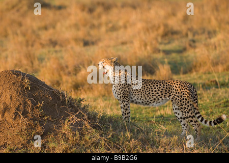 Le guépard Acinonyx jubatus Banque D'Images