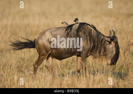 Gnus barbu blanc ou bleu Connochaetes taurinus gnous Banque D'Images