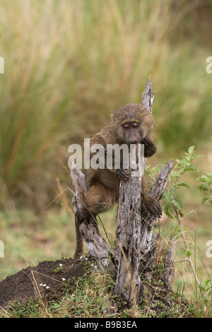 Savane Baboon ou Baboon jaune Papio cynocephalus, Kenya, Afrique Banque D'Images