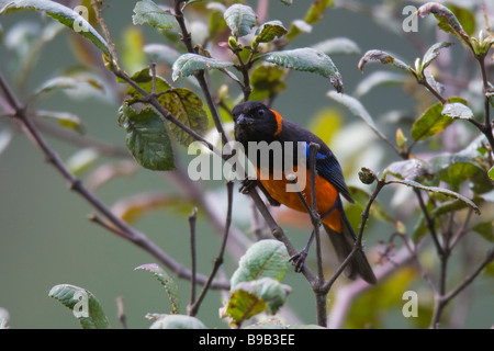 Scarlet-bellied Mountain-Tanager Calliste (igniventris) perché sur une branche Banque D'Images