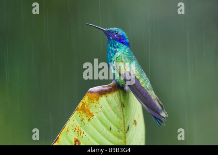 Violet pétillant-oreille (Colibri coruscans) perché sur une feuille pendant une tempête de pluie Banque D'Images