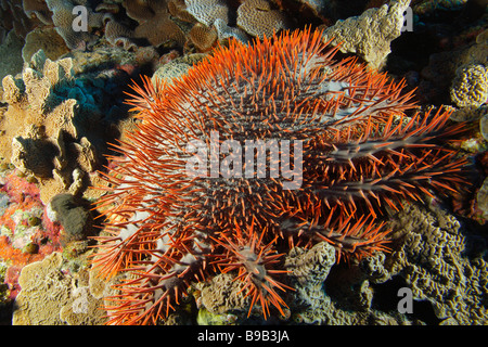 Une photo en gros plan de la Couronne-de-étoile de mer sur un récif de corail avec des pointes de rouge, couvrant son corps et tentacules. Banque D'Images