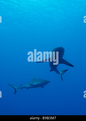 Une paire de gros requins gris de récif natation en eau de mer d'un bleu profond avec la surface de l'océan en arrière-plan Banque D'Images
