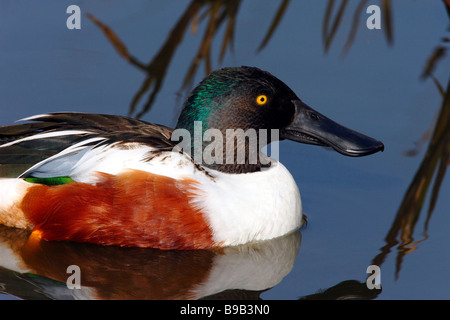 Un mâle Canard souchet (Anas clypeata) en Colombie-Britannique au Canada Banque D'Images