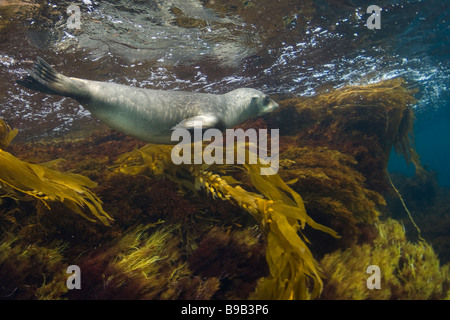 Lion de mer de Californie Zalophus californianus San Benito Island Baja California au Mexique Banque D'Images