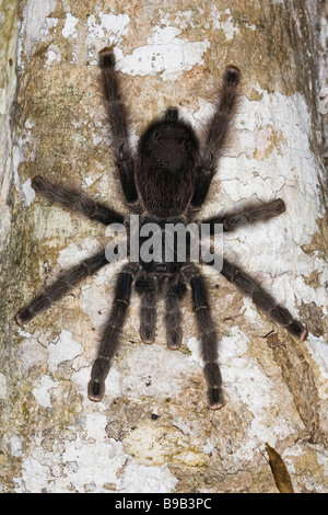 Feminine Pinktoe tarantula (Avicularia urticans) Banque D'Images