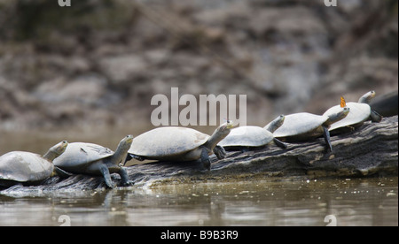 Rivière-tortues (Podocnemis unifilis) reposant sur une berge avec les papillons sur leurs têtes Banque D'Images