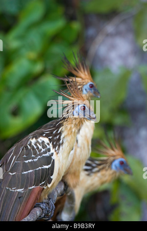 (Opisthocomus hoatzin trois opithocamus) perché côte à côte sur une branche Banque D'Images