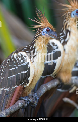 (Opisthocomus Hoatzin opithocamus) perché sur une branche Banque D'Images