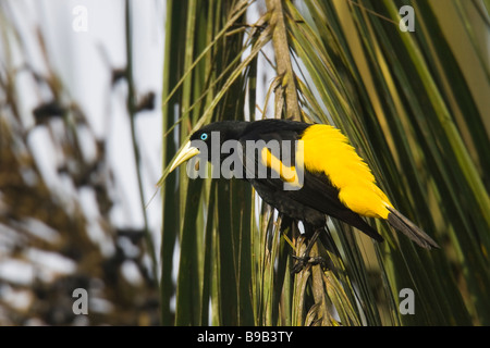 Cassique Cul-jaune (Cacicus cela) dans un palmier Banque D'Images