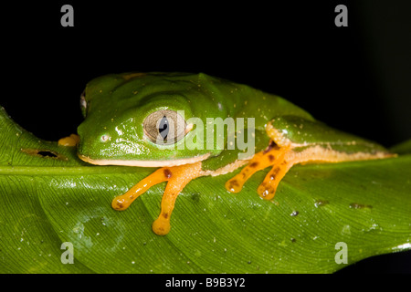 La grenouille Phyllomedusa tomopterna (singe) assis sur une feuille Banque D'Images