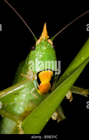 Portrait d'un ou le visage bushcricket katydid Banque D'Images
