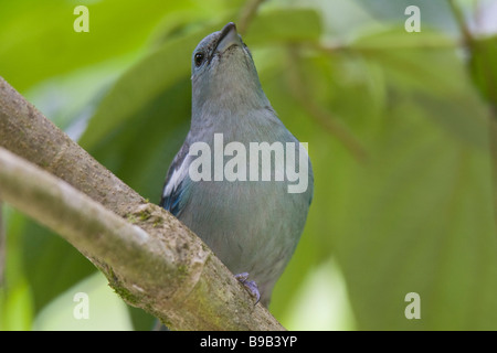 Blue-gray Tanager (Thraupis episcopus) sur une branche Banque D'Images